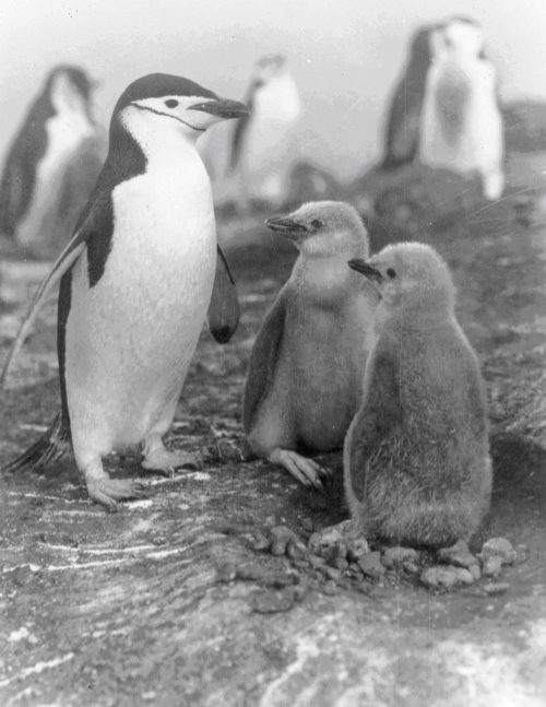 chinstrap penguin