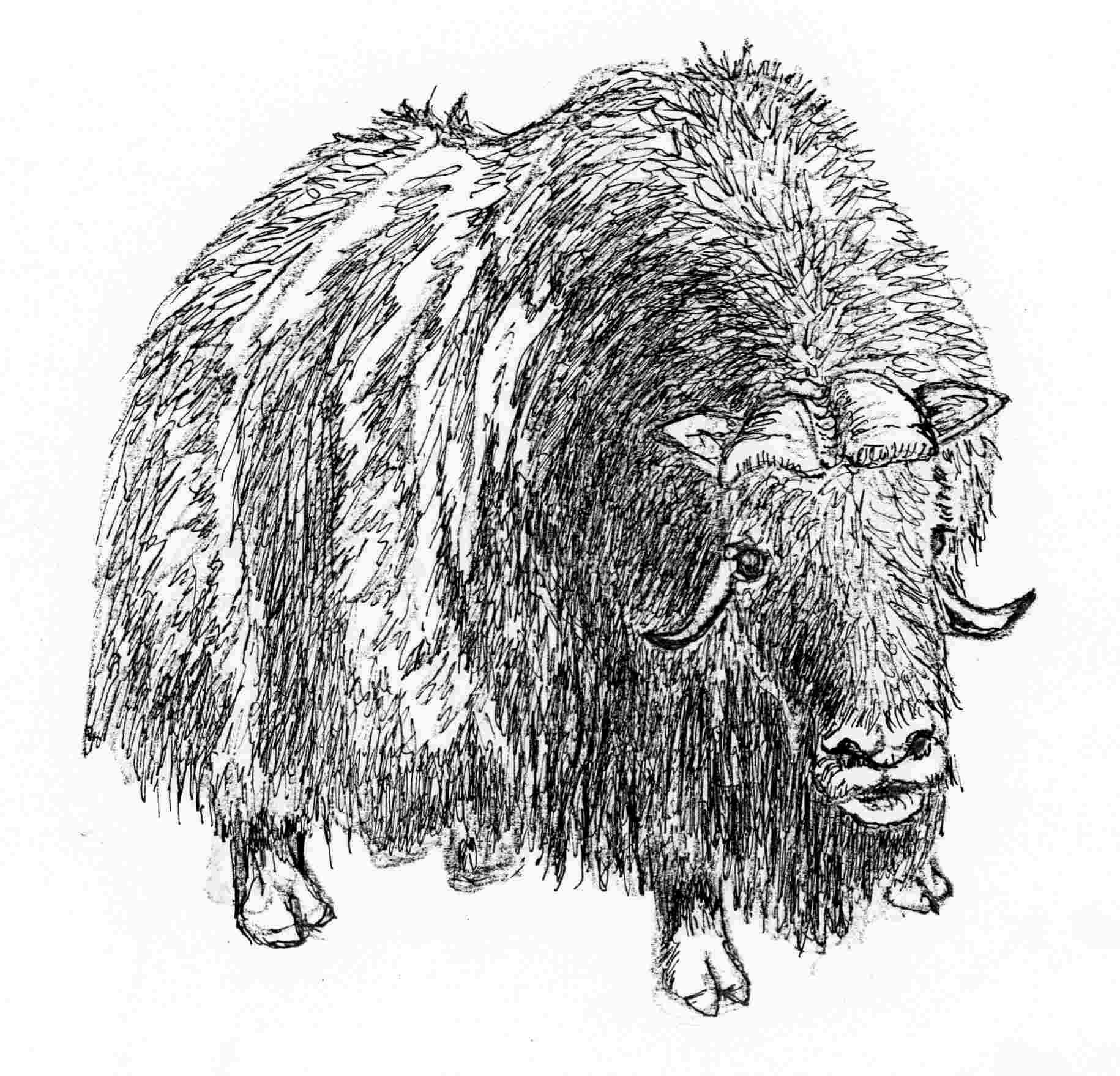 musk ox