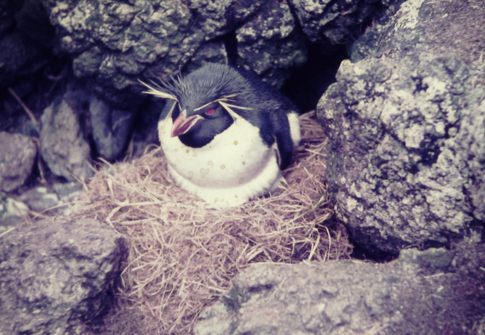 rockhopper penguin