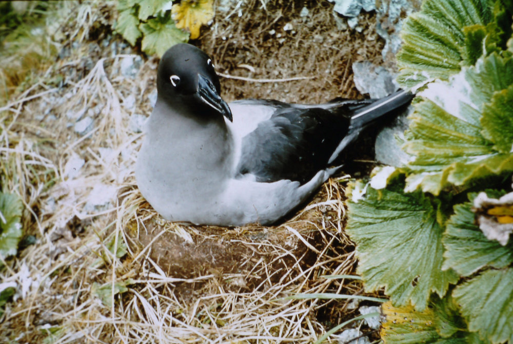 sooty albatross