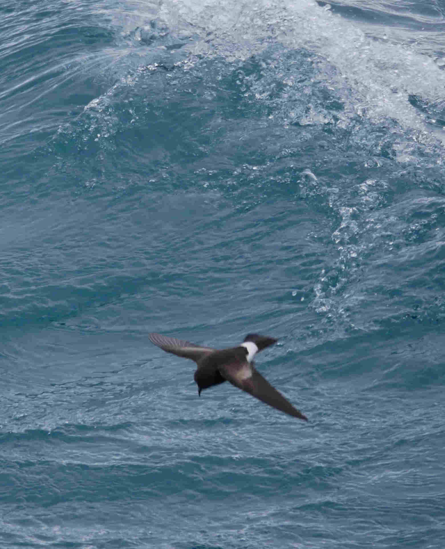 Wilsons storm petrel